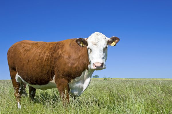 Raza Rind Rinderrassen in der Übersicht